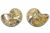 Jurassic Cut & Polished Nautilus (Cymatoceras) Fossil -Madagascar #365516-1